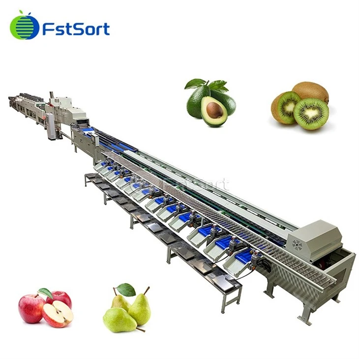 Avocado Frutta Lavaggio Asciugamento Ceraggio Sortimento Machina Trasformaçion