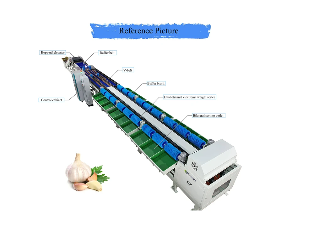 garlic sorter